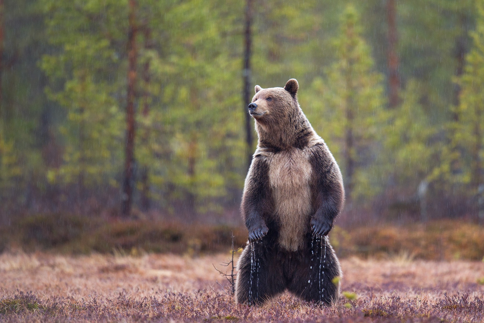 OURS_BRUN_DSC5418%202